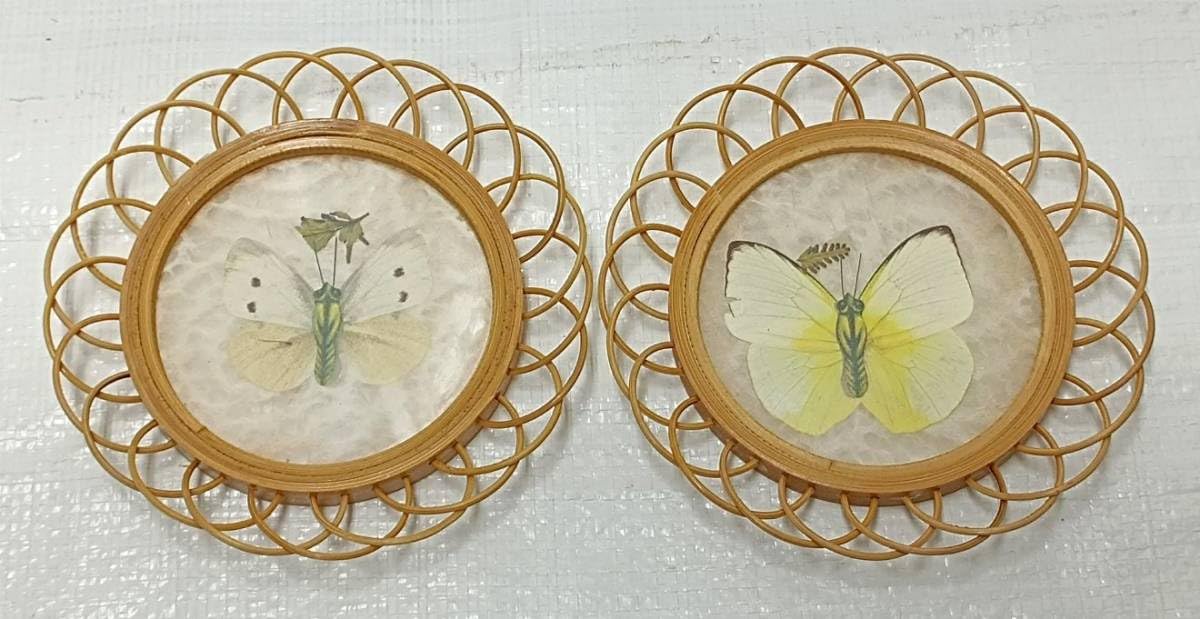 Amazon.co.jp: 竹製 本物蝶々標本 コースター 茶托 6客セット : ホーム